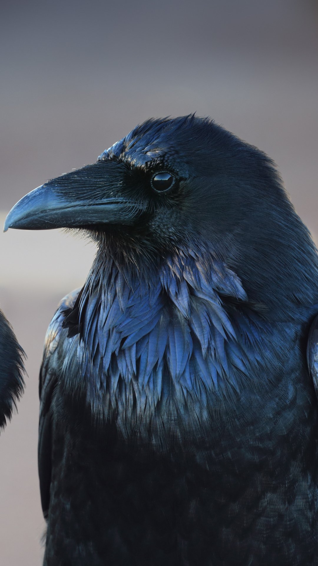 Download Black Bird Animal Crow Phone Wallpaper