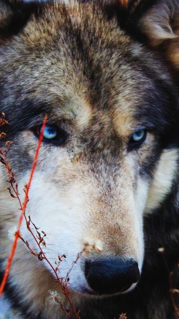 stare close-up Animal wolf Phone Wallpaper