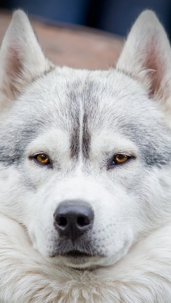  White Siberian Husky