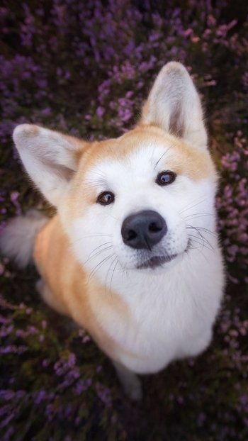 muzzle stare dog Animal shiba inu Phone Wallpaper