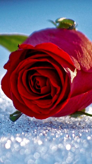 flower red rose red flower nature rose Phone Wallpaper