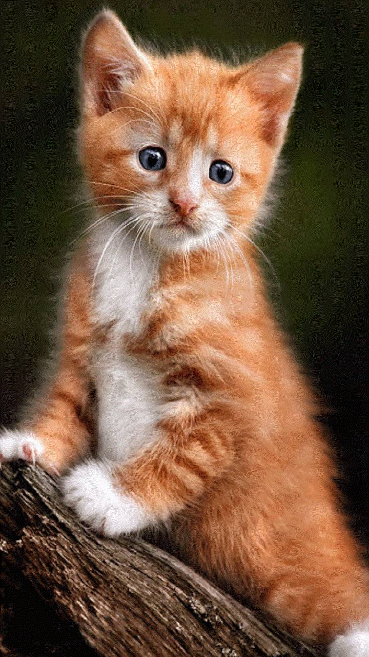 Cute Kitten