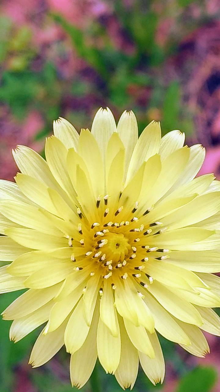 Pale Yellow Flower