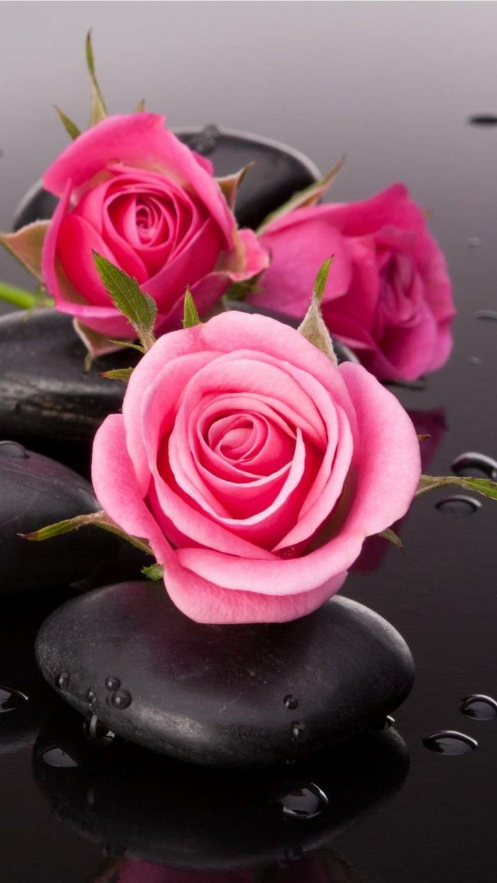 Download Pink Flower Stone Pink Rose Earth Nature Rose Phone Wallpaper