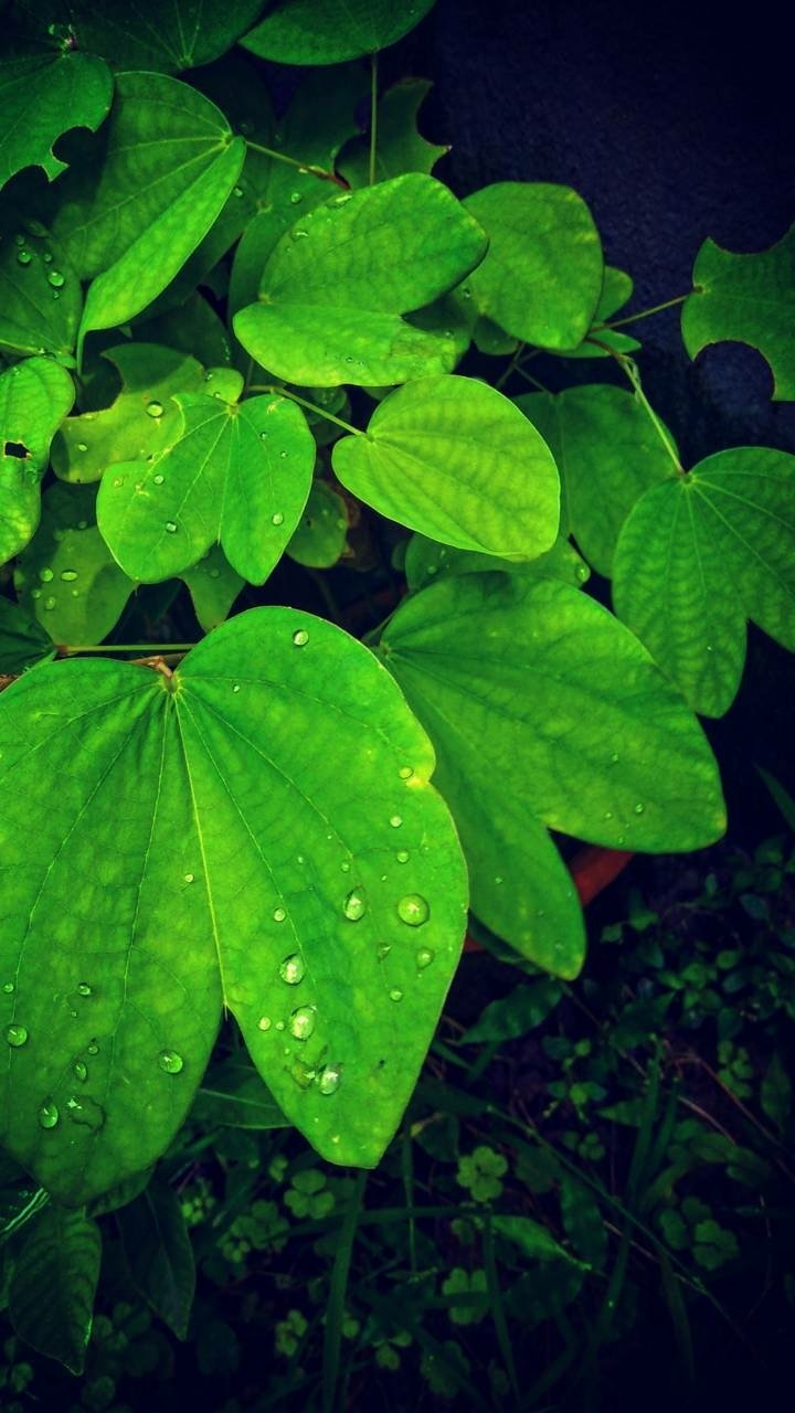 Download Water Drop Green Plant Earth Nature Leaf Phone Wallpaper