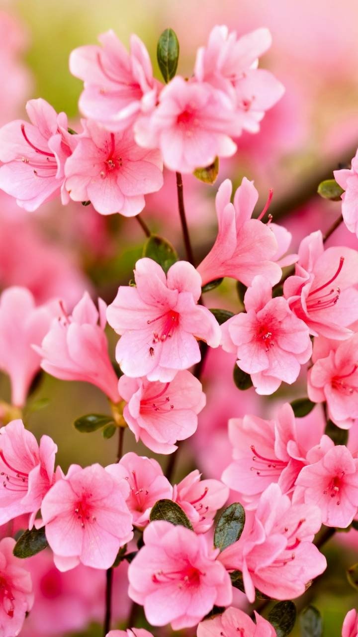 Download Pink Flower Branch Sakura Flower Earth Nature Blossom Phone Wallpaper