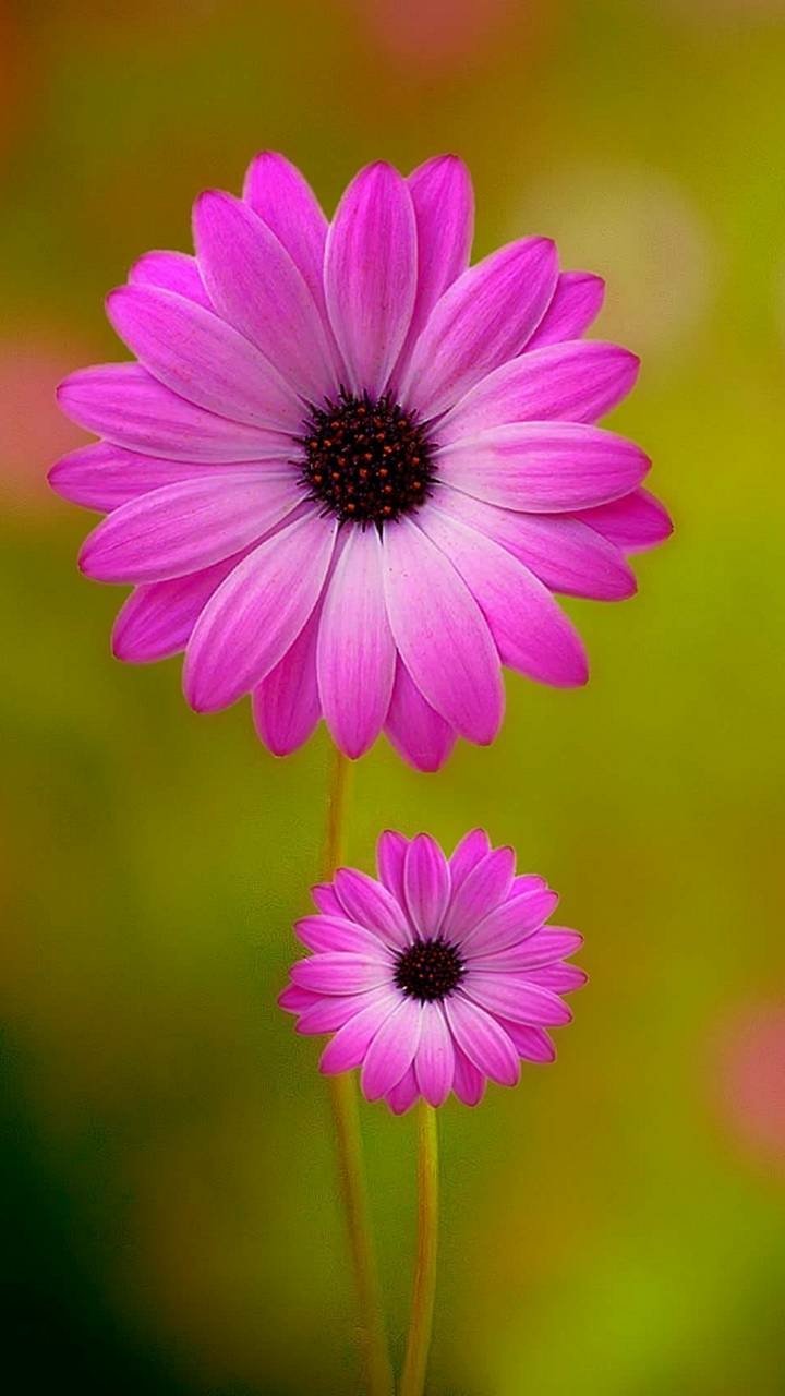 Download Pink Flower Daisy Earth Nature Flower Phone Wallpaper