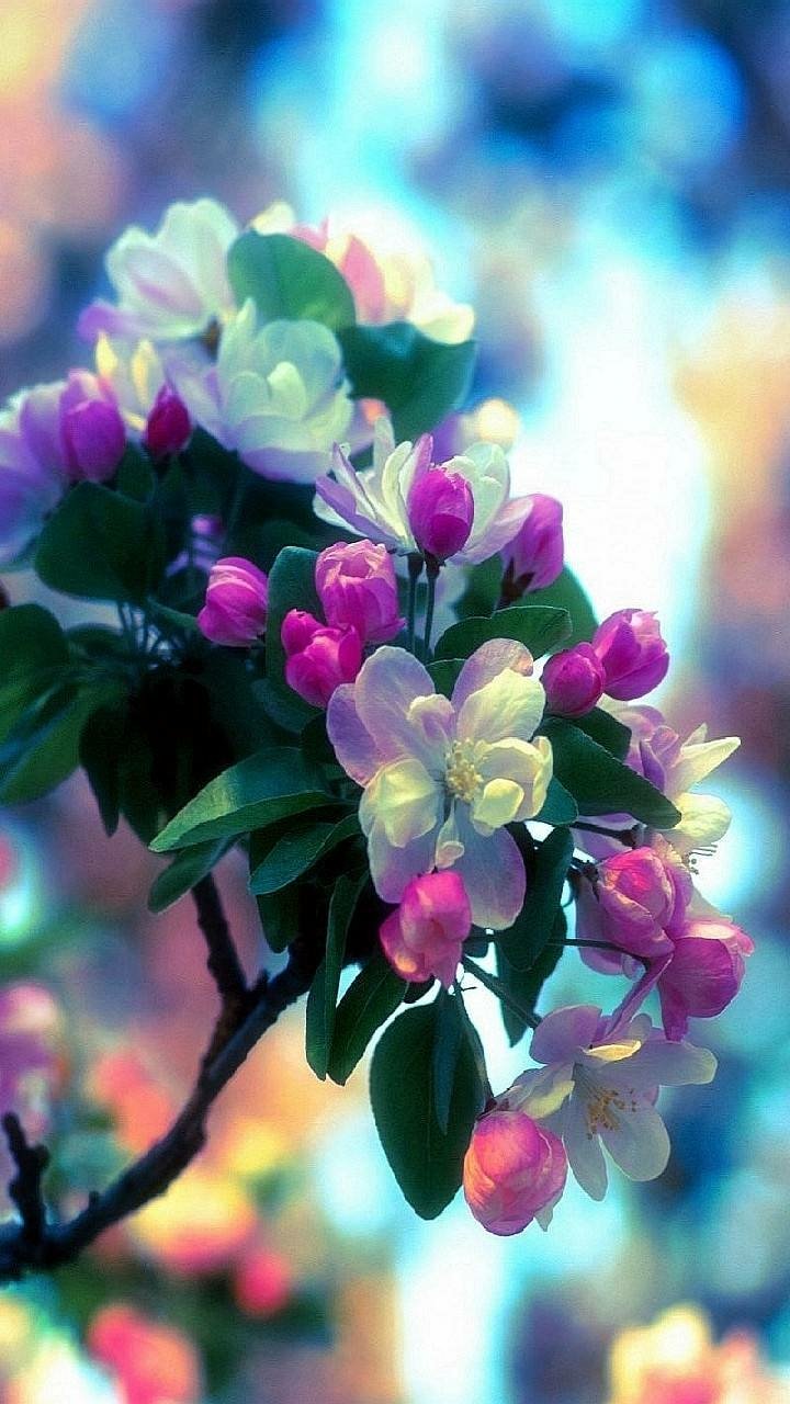 Download Branch Spring Blossom Earth Nature Flower Phone Wallpaper