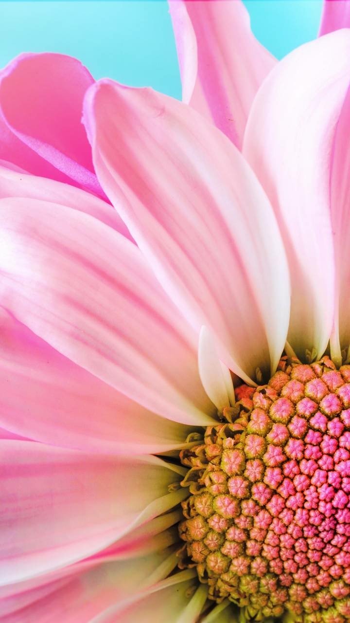Download Pink Flower Petal Daisy Earth Nature Flower Phone Wallpaper