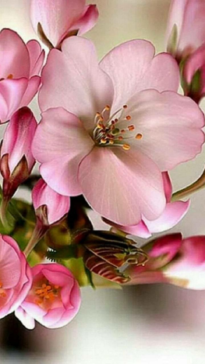 Download Pink Flower Branch Flower Earth Nature Blossom Phone Wallpaper
