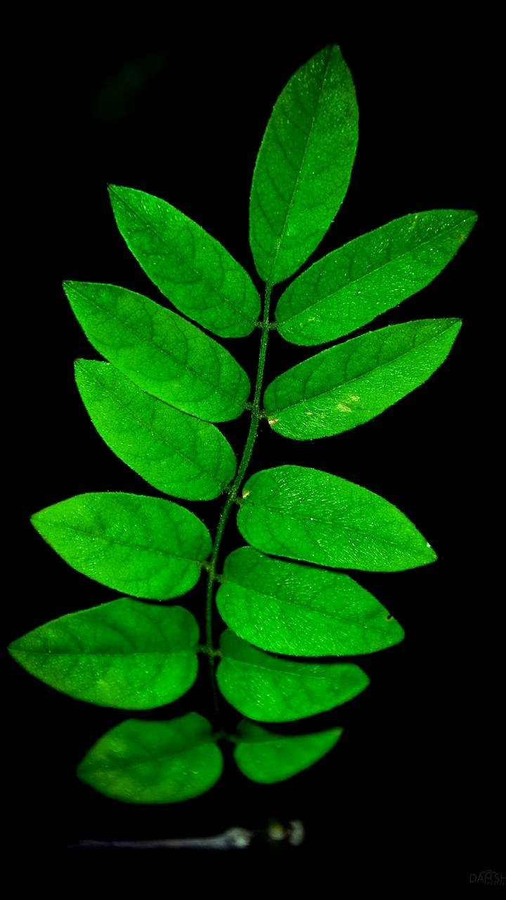 Download Green Earth Nature Leaf Phone Wallpaper