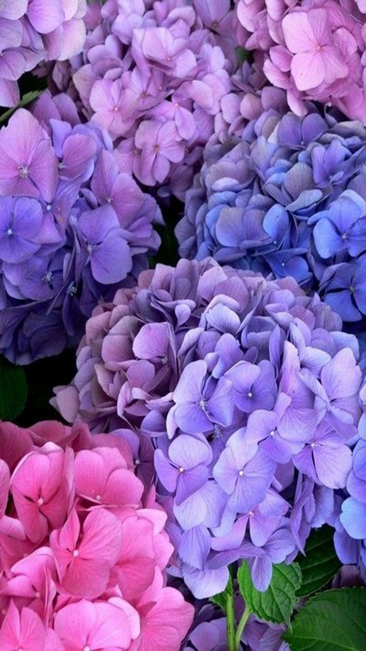 Download Purple Flower Pink Flower Flower Earth Nature Hydrangea Phone Wallpaper