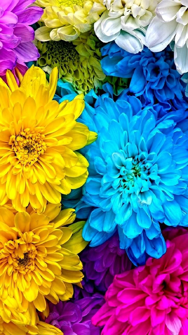 Download Colorful Colors Chrysanthemum Earth Nature Flower Phone Wallpaper