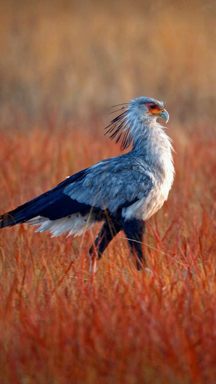 Download Bird Animal Secretarybird Phone Wallpaper