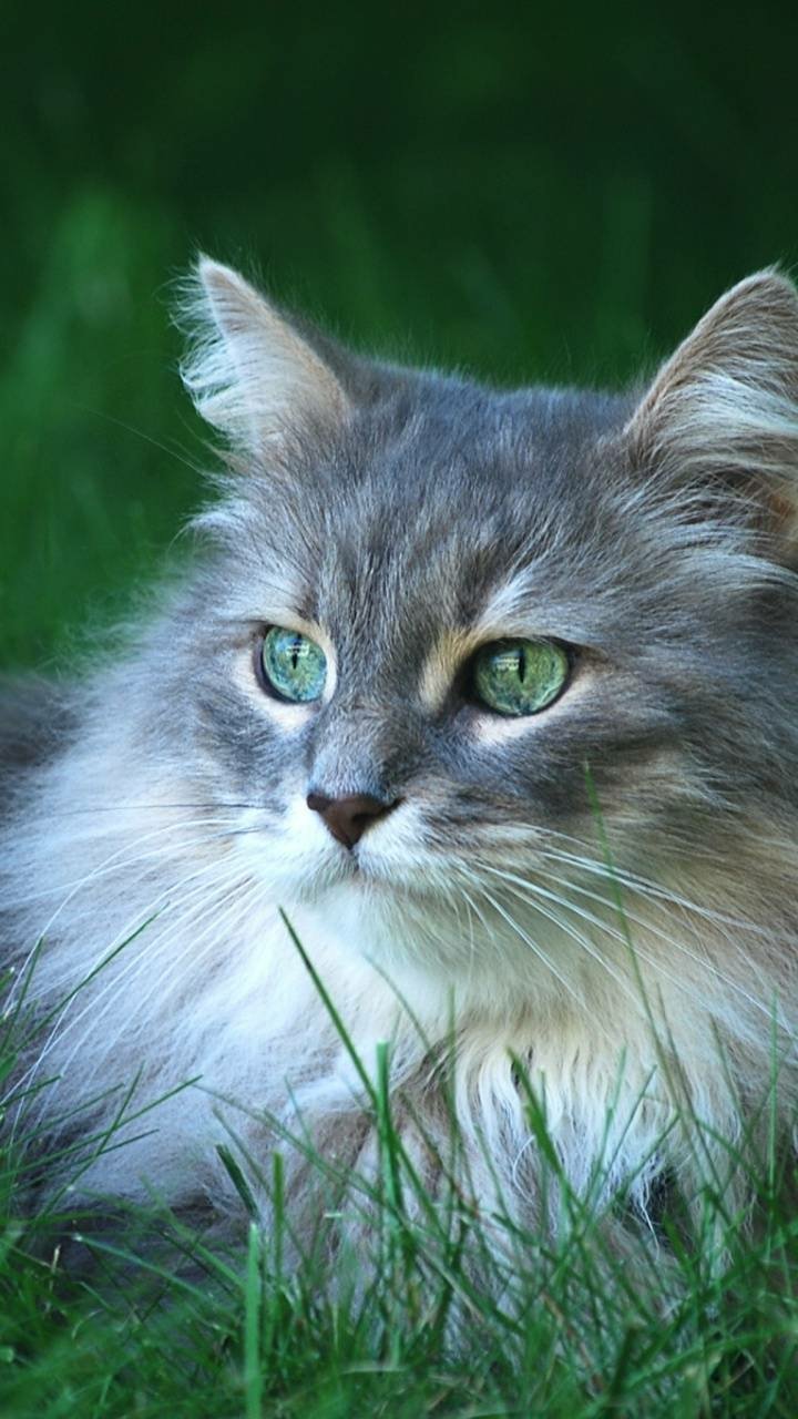 Download Green Eyes Animal Cat Phone Wallpaper