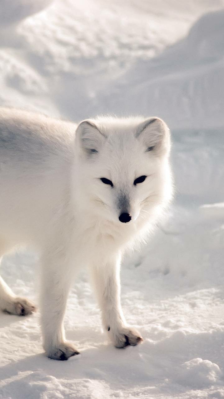 Download White Animal Arctic Fox Phone Wallpaper
