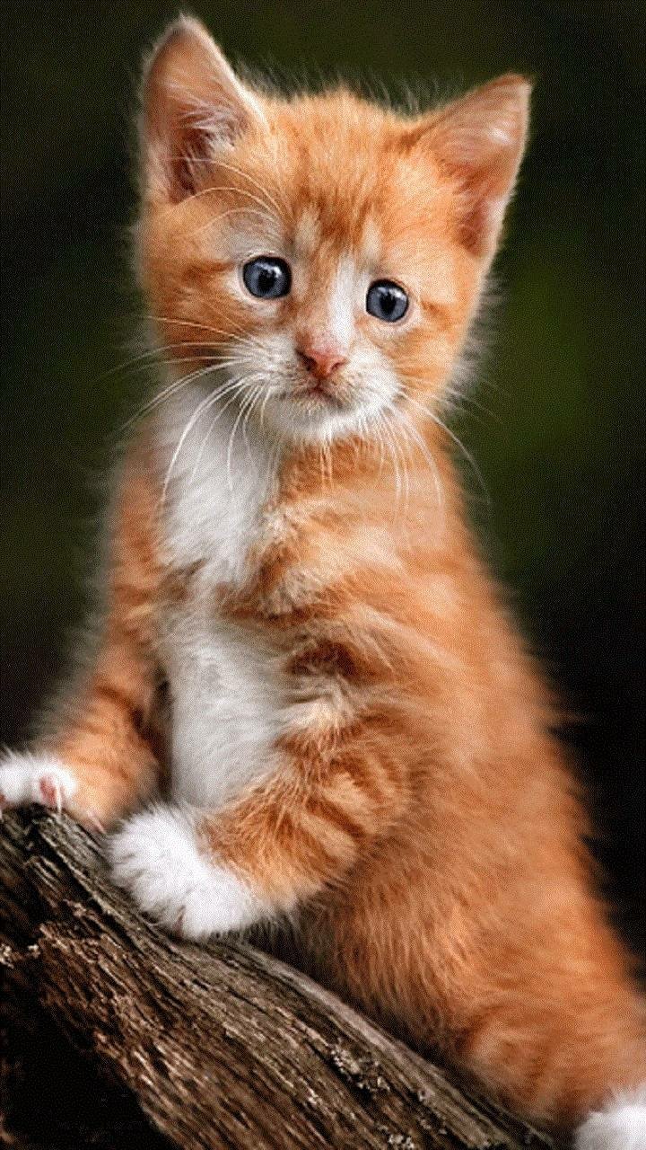 Download Cute Kitten Animal Cat Cute Cat Phone Wallpaper