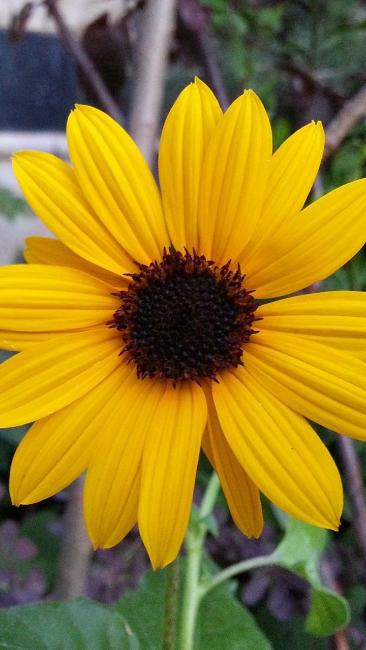 Download Yellow Flower Flower Earth Nature Daisy Phone Wallpaper