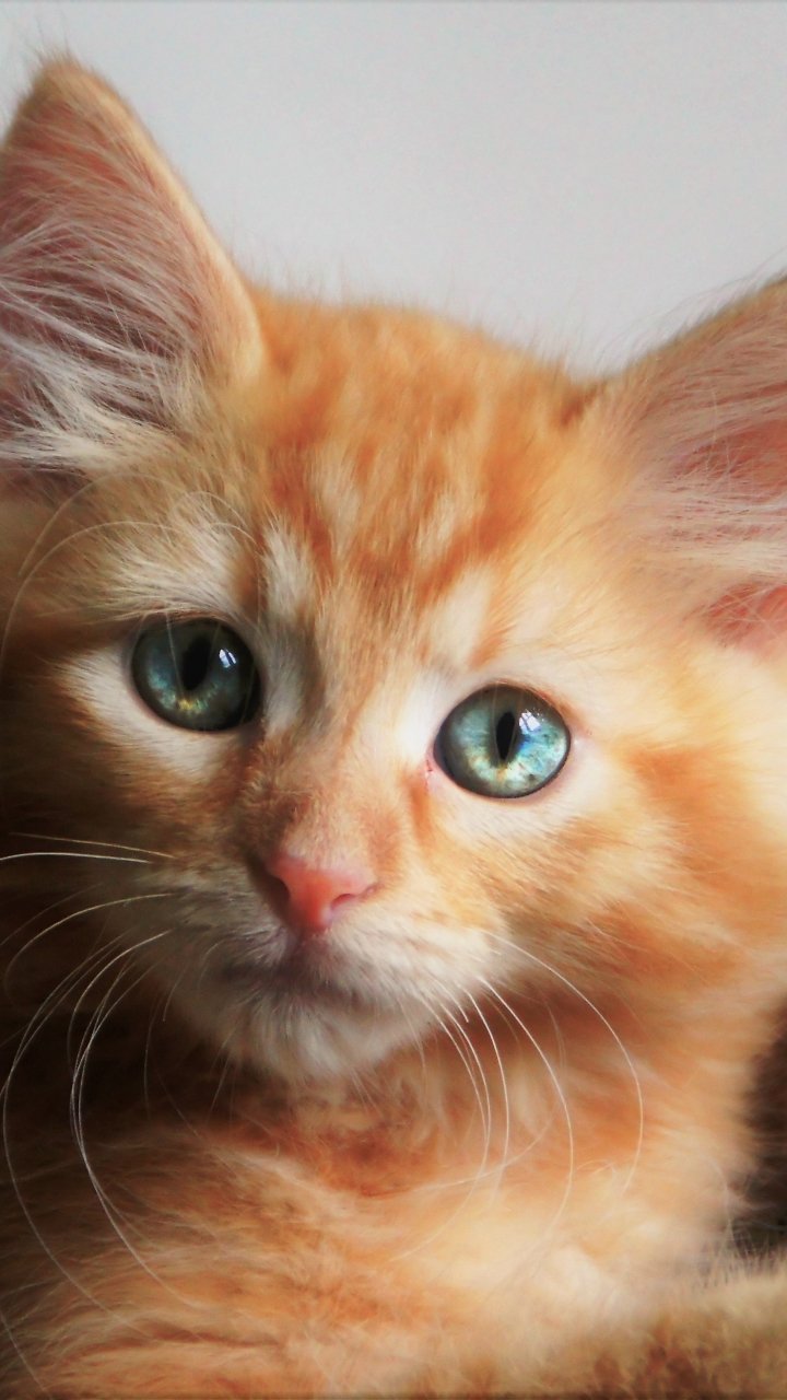 Download Baby Animal Blue Eyes Cute Kitten Animal Cat Cute Cat Phone Wallpaper