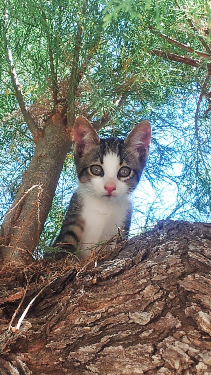 Download Kitten Animal Cat Phone Wallpaper