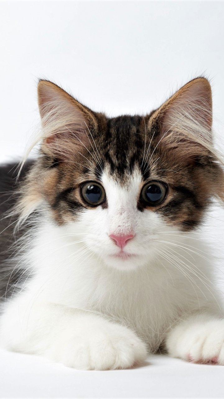 Download Kitten Cute Baby Animal Animal Cat Cute Cat Phone Wallpaper