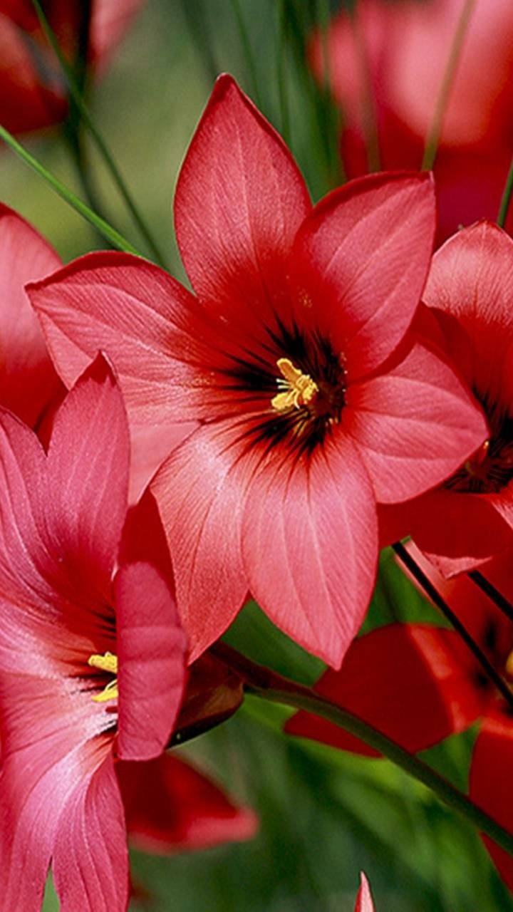 Download Red Flower Earth Nature Flower Phone Wallpaper