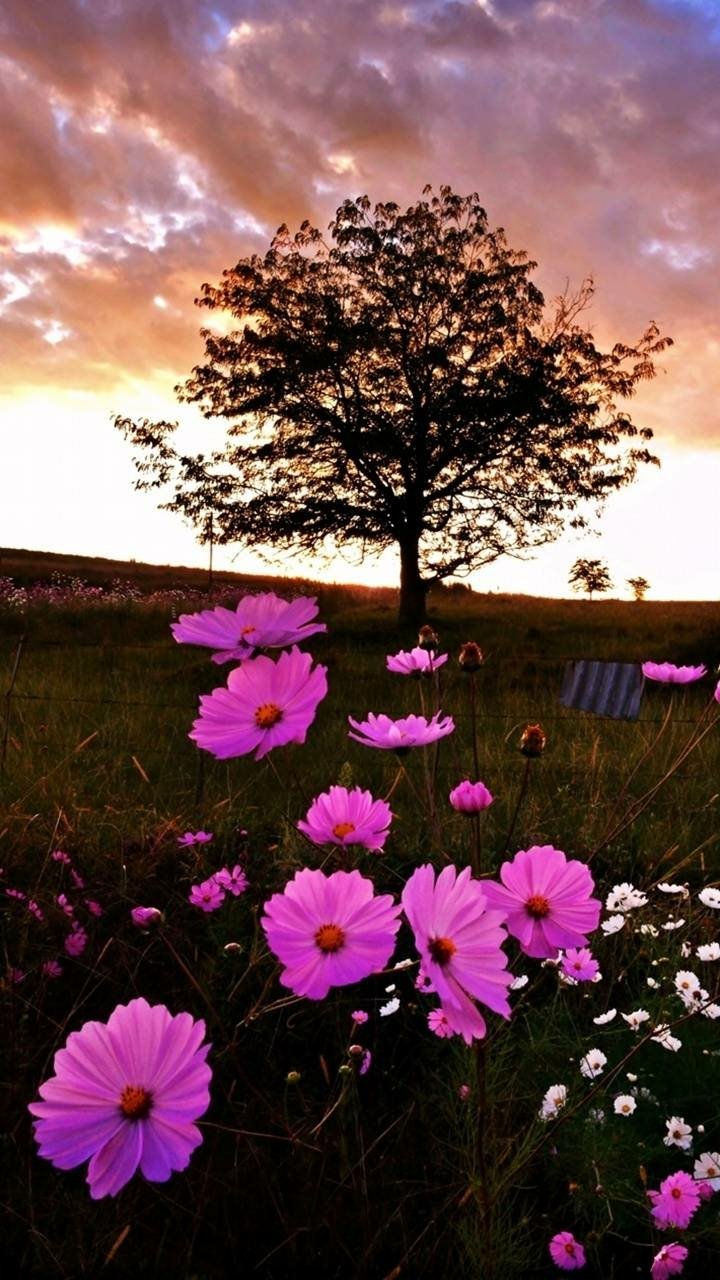 Download Pink Flower Tree Field Flower Earth Nature Phone Wallpaper