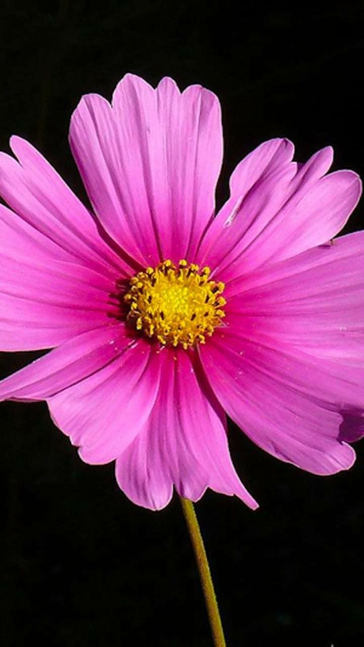 Download Pink Flower Flower Earth Nature Cosmos (Plant) Phone Wallpaper