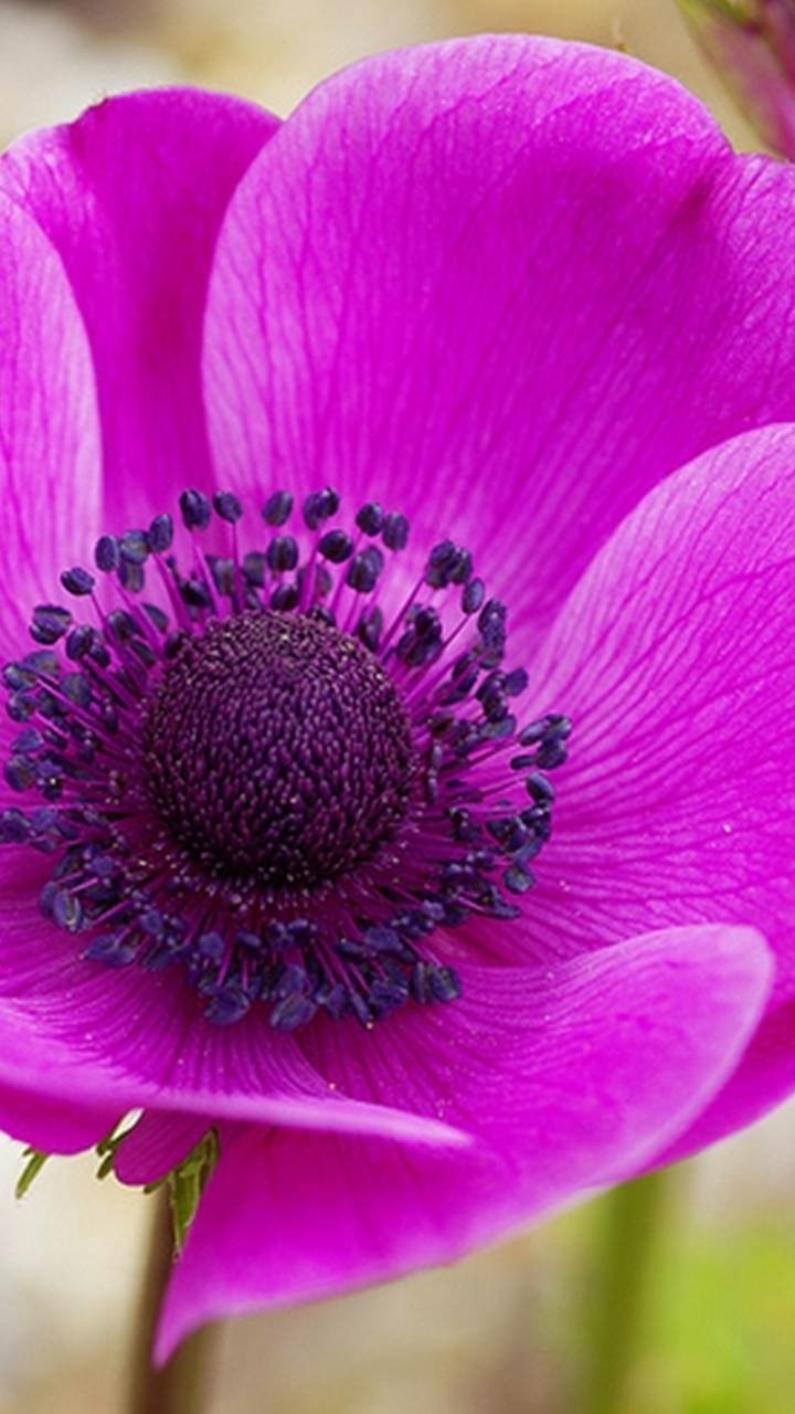 Download Purple Flower Anemone Earth Nature Flower Phone Wallpaper