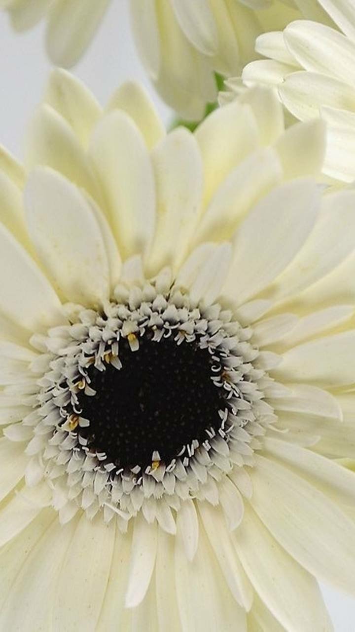 Download White Flower Daisy Gerbera Earth Nature Flower Phone Wallpaper