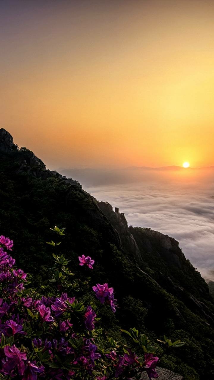 Download Coastline Flower Earth Nature Sunset Phone Wallpaper