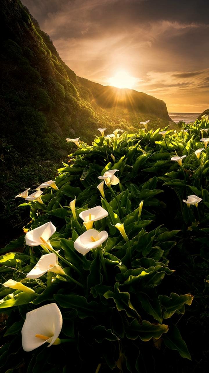 Download Sunset Flower Earth Nature Calla Lily Phone Wallpaper