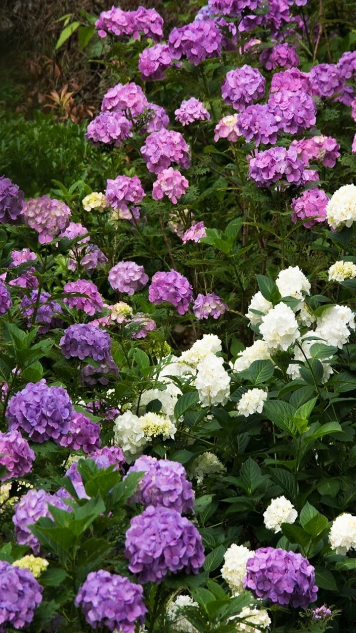 Download White Purple Flower Earth Nature Hydrangea Phone Wallpaper