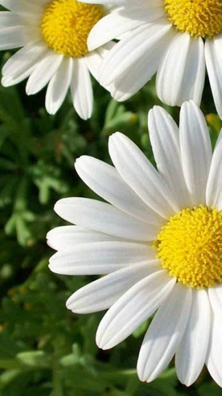 Download Flower Earth Nature Daisy Phone Wallpaper