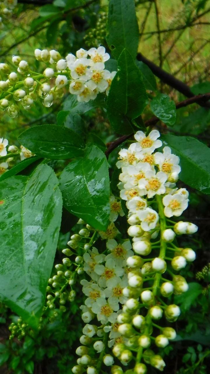 Download White Flower Earth Nature Blossom Phone Wallpaper