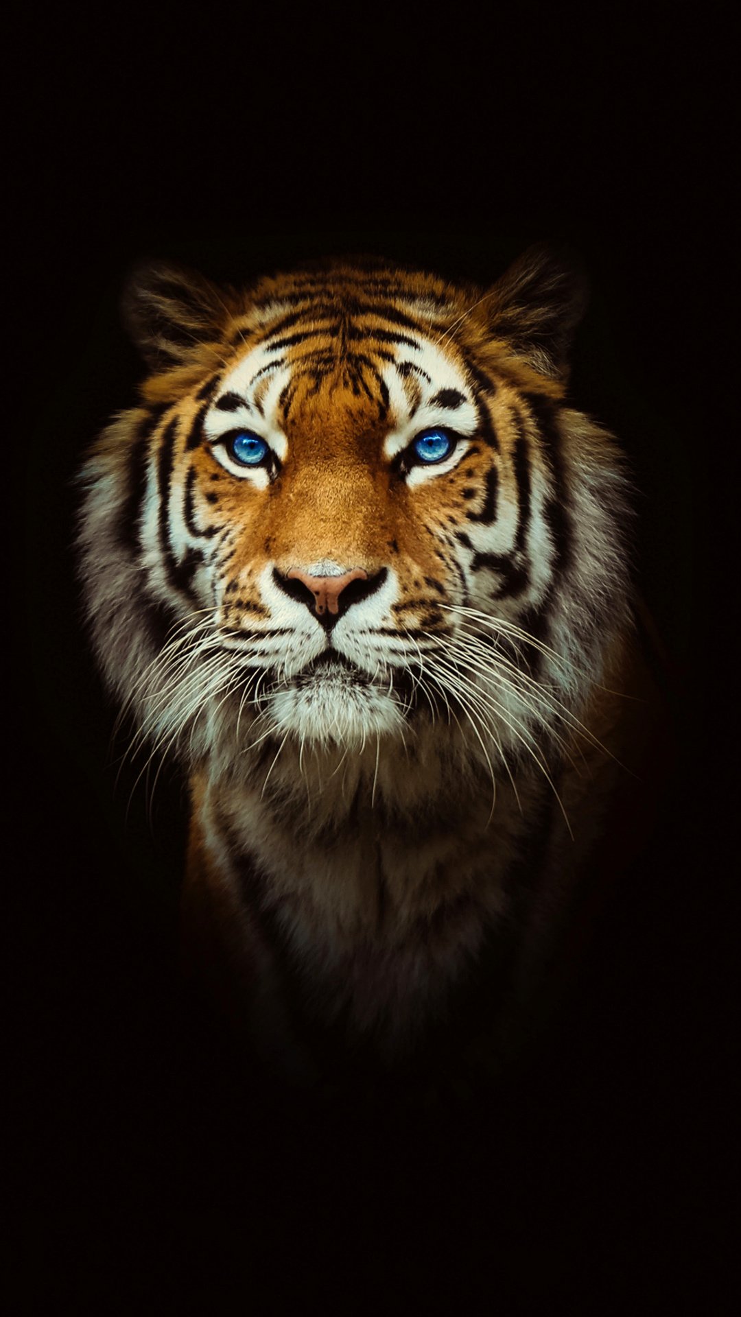 A striking close-up of a tiger with bright blue eyes against a black background, designed as a captivating phone wallpaper for iPhones and Android devices.