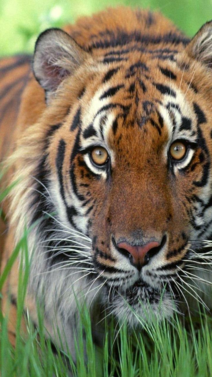 Download Animal Tiger Phone Wallpaper by wildflower1555