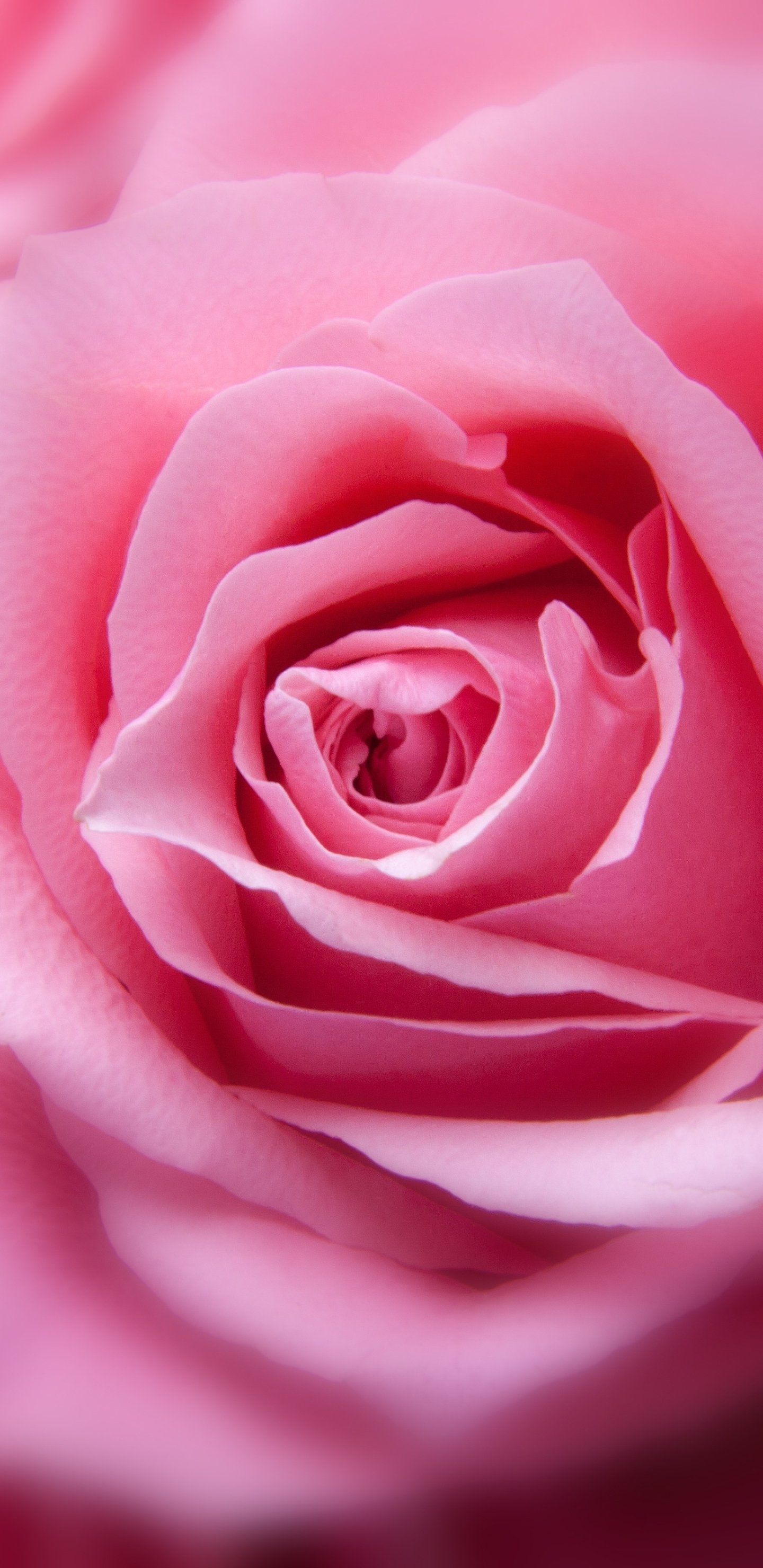 Close-up of a pink rose bud with soft, swirling petals set against a dreamy nature background, vertical composition designed as a phone wallpaper.