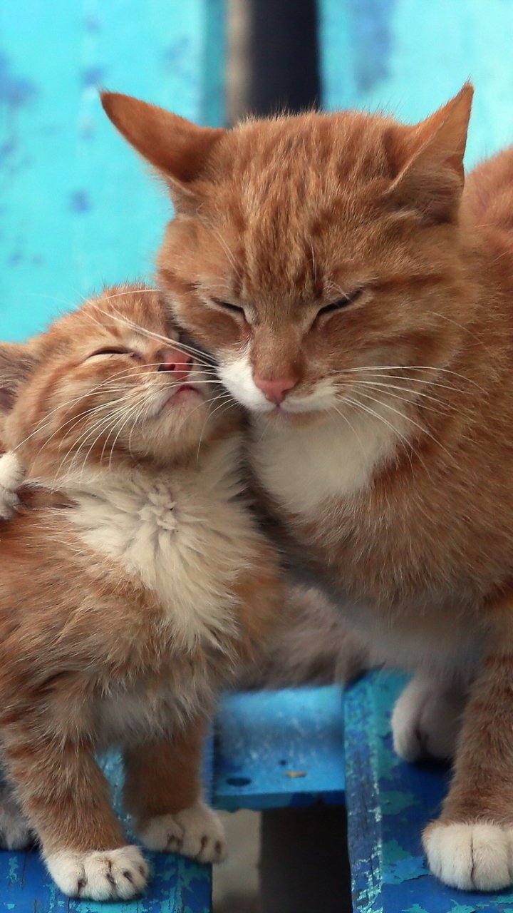 Download Cute Love Kitten Animal Cat Cute Cat Phone Wallpaper