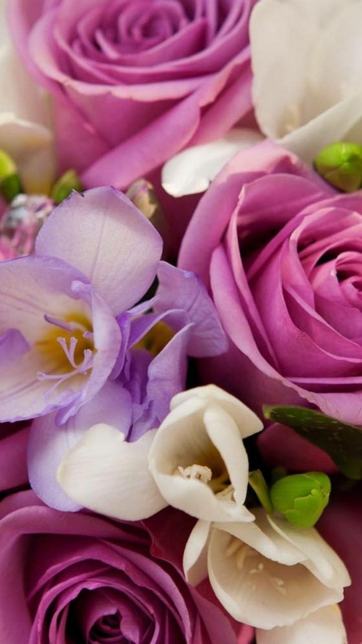 Download Colorful Nature Flower Phone Wallpaper