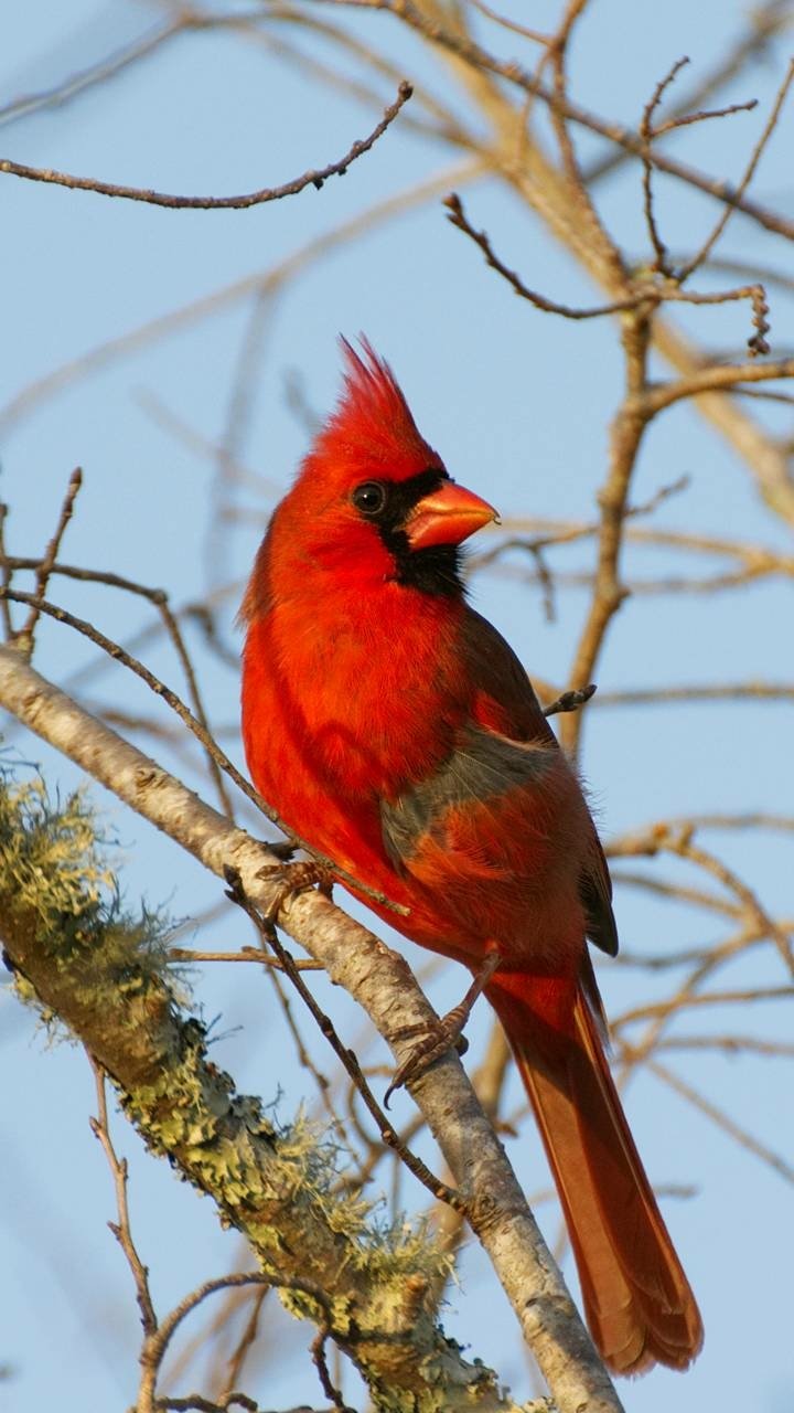 Download Red Bird Animal Cardinal Phone Wallpaper
