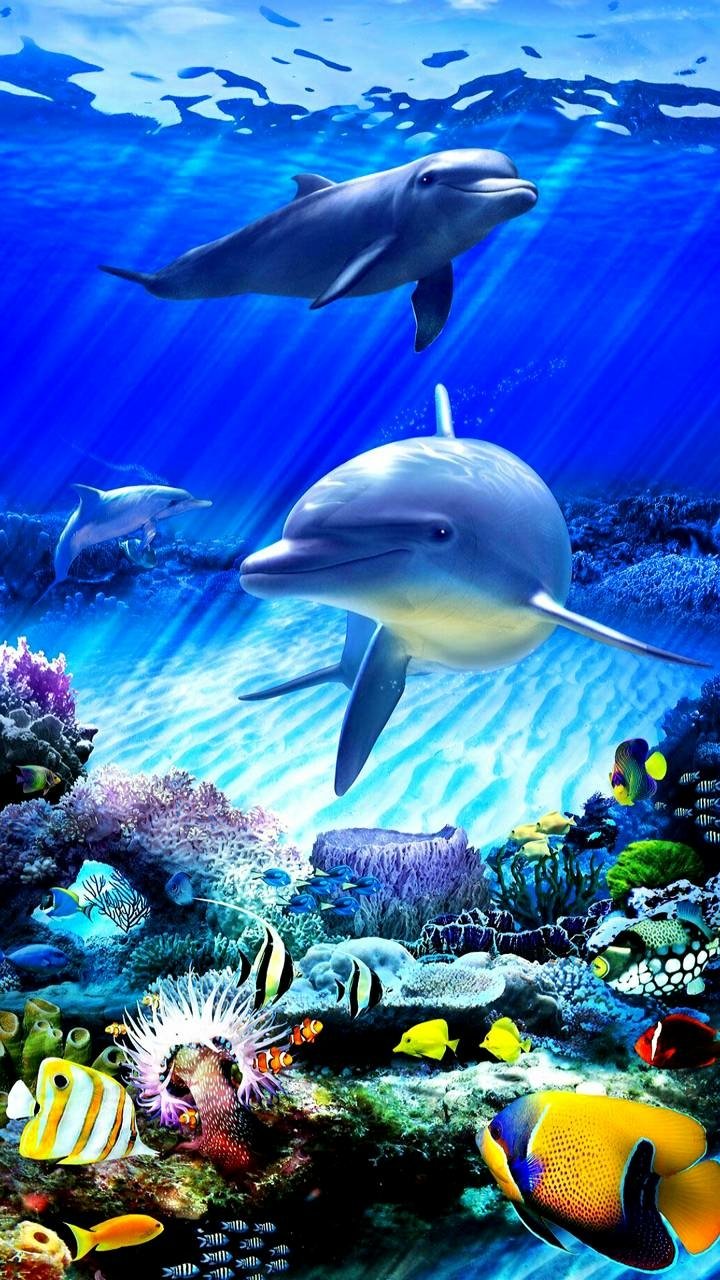 Download Colorful Underwater Animal Dolphin Phone Wallpaper