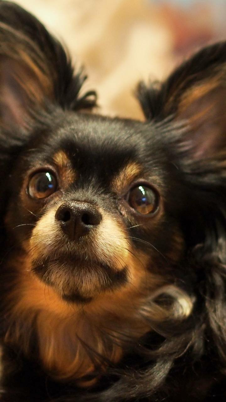 Download Cute Face Animal Dog Phone Wallpaper