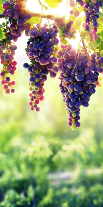 sunny depth of field fruit food grapes Phone Wallpaper