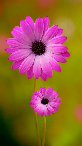  Pink Daisies