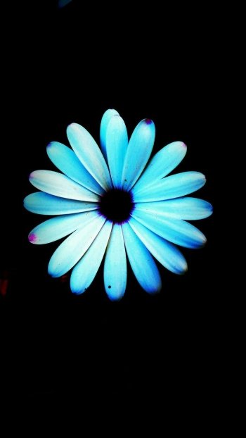  Blue Daisy