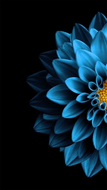  Blue Dahlia