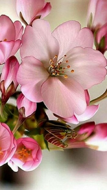  Pink Blossoms