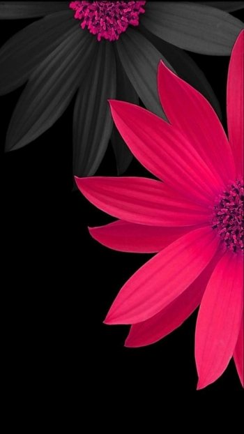 daisy artistic flower Phone Wallpaper
