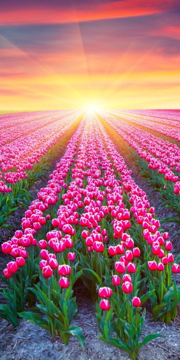  Pink Tulip Field